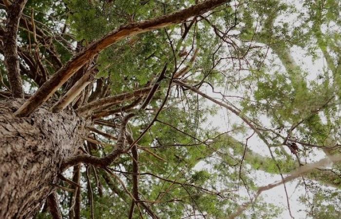 Tetti verdi o bianchi, alberi e siesta contro il caldo estremo | Toronto 2050