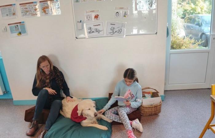 Questi studenti della Mayenne imparano a leggere in presenza di un cane