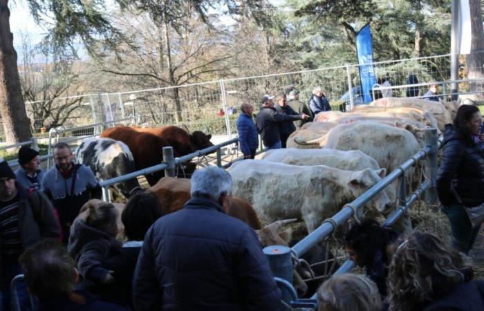 Fiera di Santa Caterina: quale futuro per il bestiame?