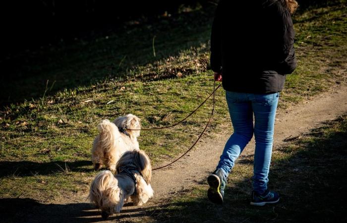 “Dire addio al proprio animale domestico significa lasciare un po’ di sé”