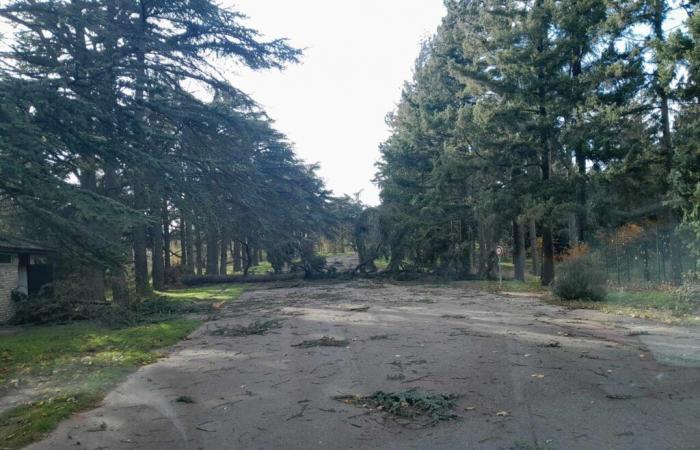 decine di alberi sradicati dai venti violenti in questo parco