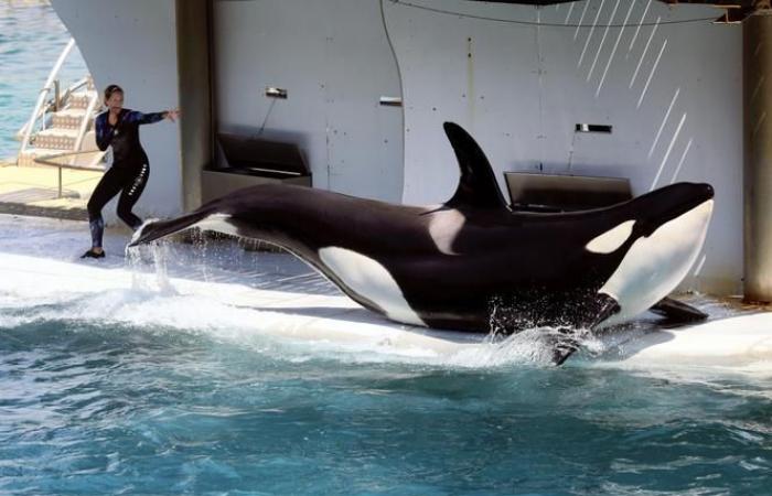 Le orche detenute nel parco Marineland di Antibes sono state oggetto di una richiesta di trasferimento in Giappone