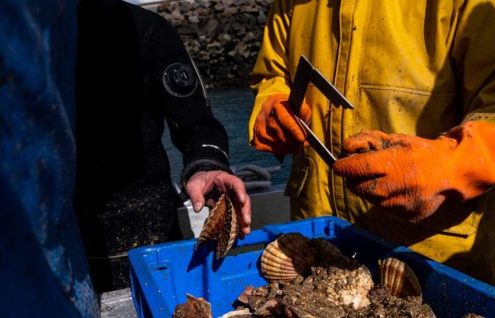 nella Manica, il timore di veder riaffiorare la “guerra delle granate”.