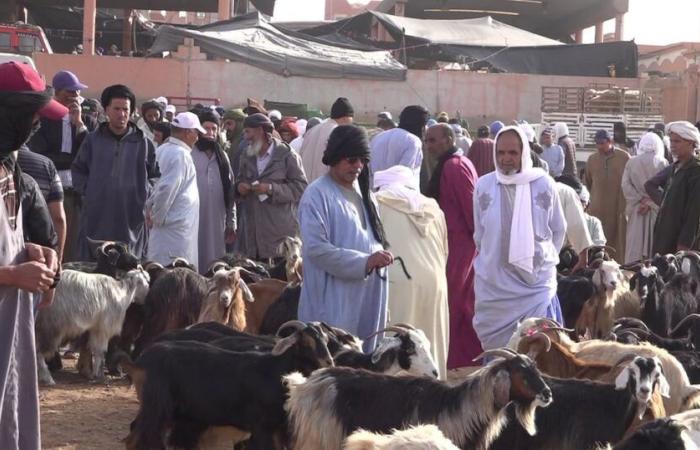 Colori, suoni e profumi: Souk Amhirich, una meta imperdibile da scoprire a Guelmim