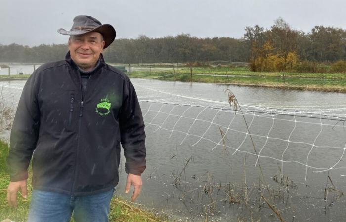 un esperimento di allevamento di gamberetti d'acqua dolce a Brenne