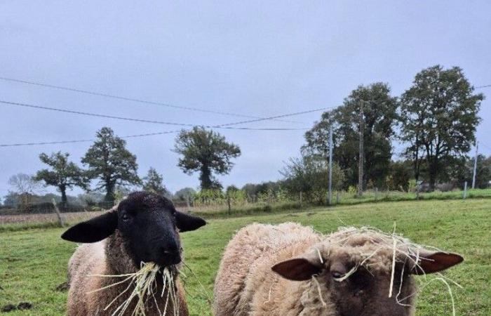 dopo il furto delle sue pecore, chiede testimoni