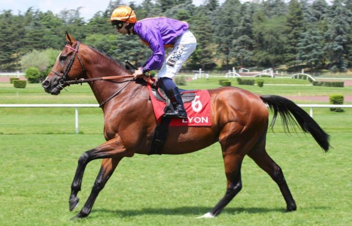 Quinté di martedì 26/11/24 a Deauville: Bosioh può continuare