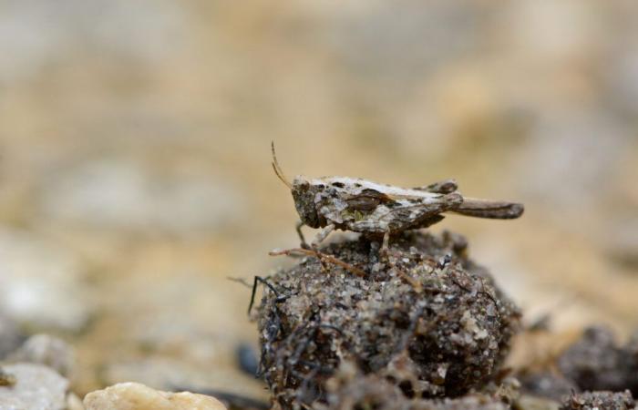 La Tétrix, la locusta che prospera sulle rive del Lago di Neuchâtel