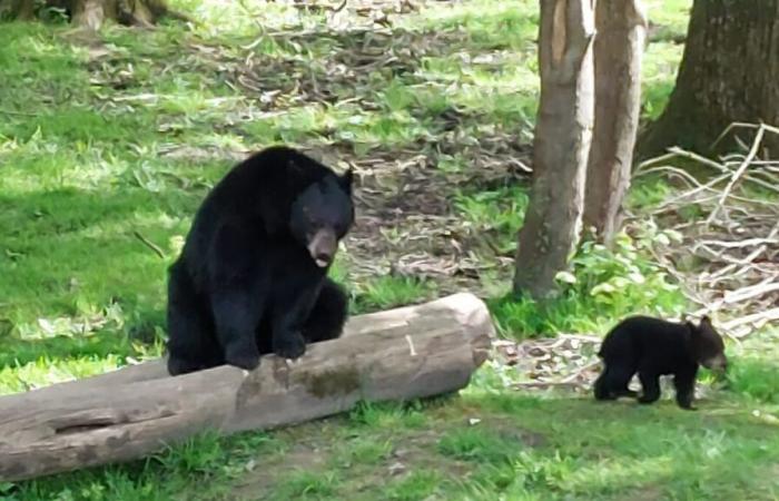 Uno scontro tra due orsi neri in uno zoo belga provoca la morte di uno di loro