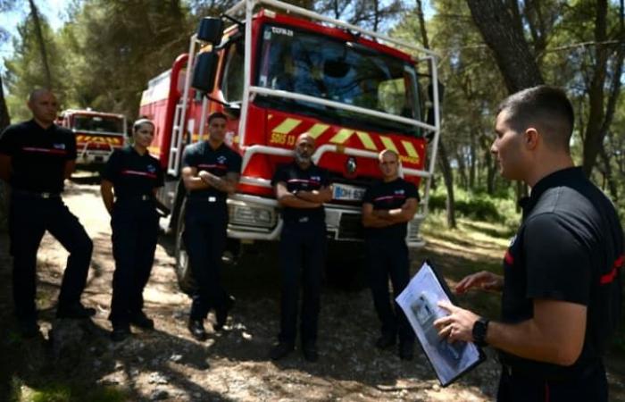 con 206 incendi, il numero degli incendi boschivi è diminuito quest'anno