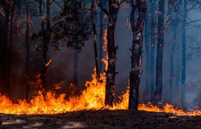 Il Piano antincendio boschivo della Cantabria sarà dotato di oltre 8,4 milioni nel 2025