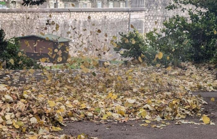 Yonne: la tempesta Bert soffia forte e priva di elettricità 2.700 case