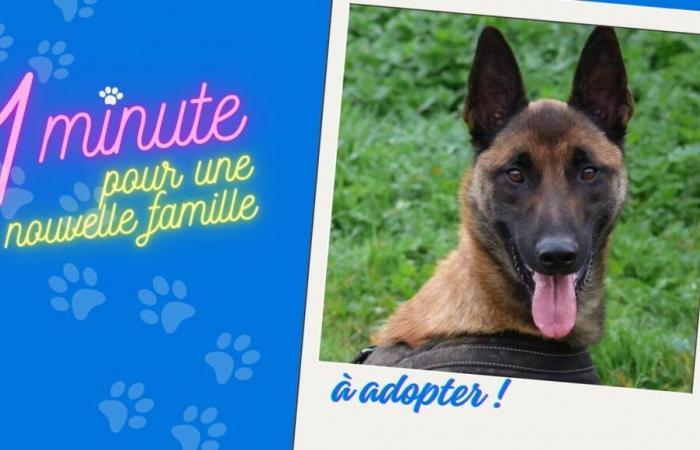 Valou il Malinois cerca una famiglia sportiva e disponibile