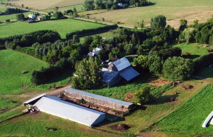 Pianeta blu, idee verdi | La fattoria di migliaia di alberi