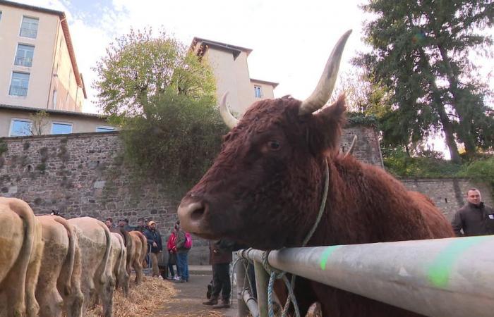 “I giovani comprano i loro animali sui cellulari!” Dal Medioevo all'era digitale, la Fiera di Sainte-Catherine a Saint-Galmier