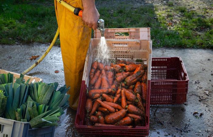 I megabacini della Vandea, un “modello” pieno di perdite