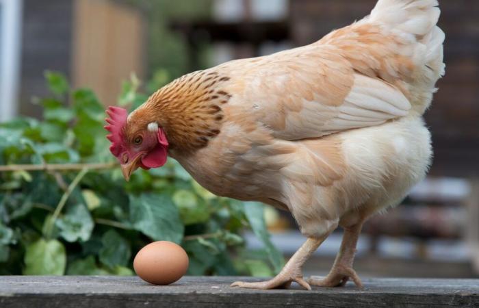 Questa scoperta evolutiva rivela chi, l’uovo o la gallina, è apparso per primo ????