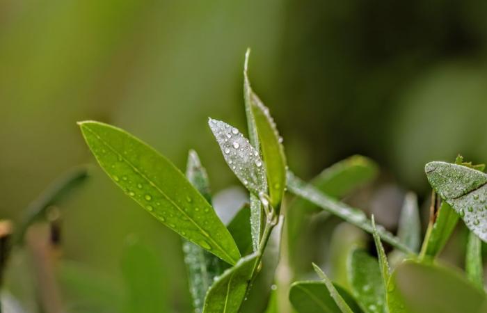 Bollettino meteorologico. Com'è il tempo questo lunedì, 25 novembre in Alta Francia?