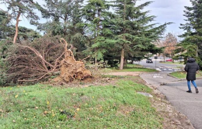 raffiche a 140 km/h, incidente con un mezzo pesante, caduta di alberi… La situazione a Lione e nel Rodano