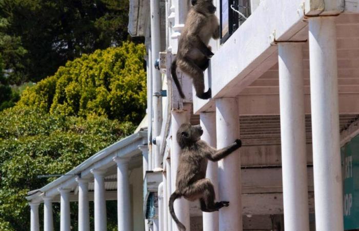 Sud Africa: babbuini dispettosi invadono Città del Capo