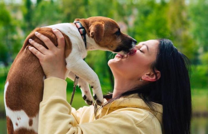 Non lasciare che un cane ti lecchi la faccia