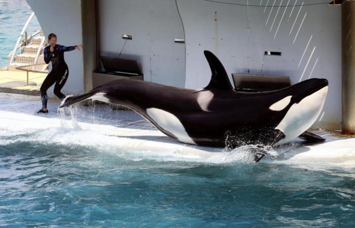 Le orche detenute nel parco Marineland di Antibes sono state oggetto di una richiesta di trasferimento in Giappone