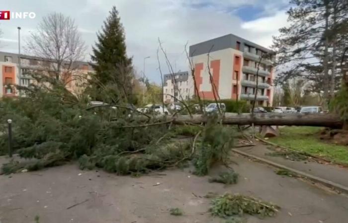 Tempesta Bert: alberi caduti, tetti crollati… immagini dei danni vicino a Lione