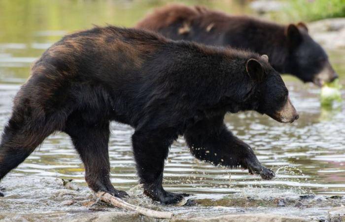 Un orso muore a Pairi Daiza in seguito ad una rissa, un'area del parco belga chiusa ai visitatori