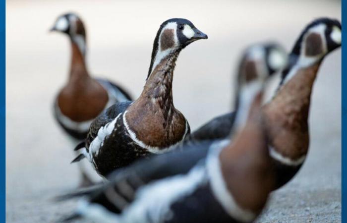 La seconda oca muore di influenza aviaria allo zoo di Woodland Park