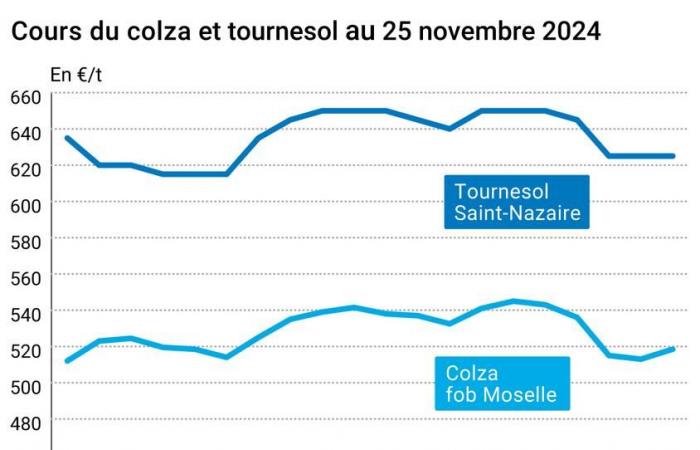 COTidienne | Semi oleosi – I prezzi di colza e soia sono in ripresa, la colza continua a svalutarsi