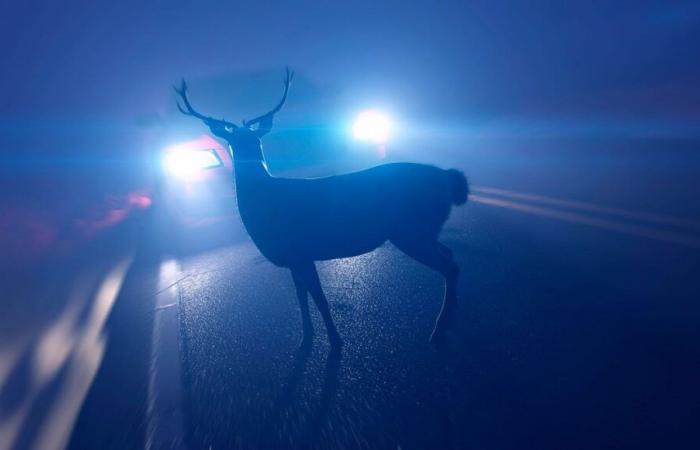 Autunno mortale sulle strade per la fauna selvatica