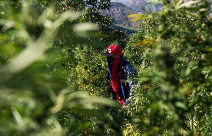 un belga scopre la cultura della cannabis in Marocco