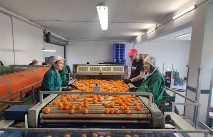 “Spediamo 40 pallet al giorno di clementine tra Polonia, Ungheria e Francia”