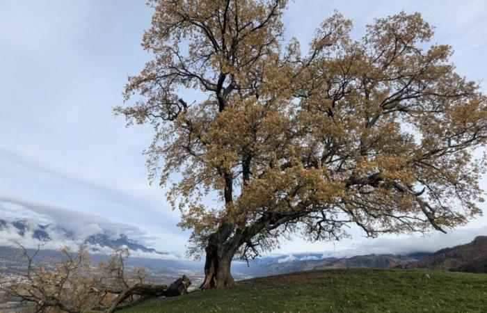 La famosa quercia Venon gravemente danneggiata dalla tempesta Bert