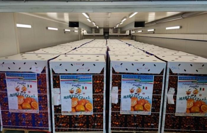 “Spediamo 40 pallet al giorno di clementine tra Polonia, Ungheria e Francia”