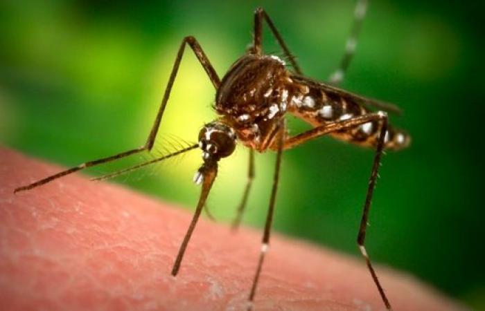 Epidemia accertata di febbre dengue a Tahiti e Moorea • TNTV Tahiti Nui Télévision