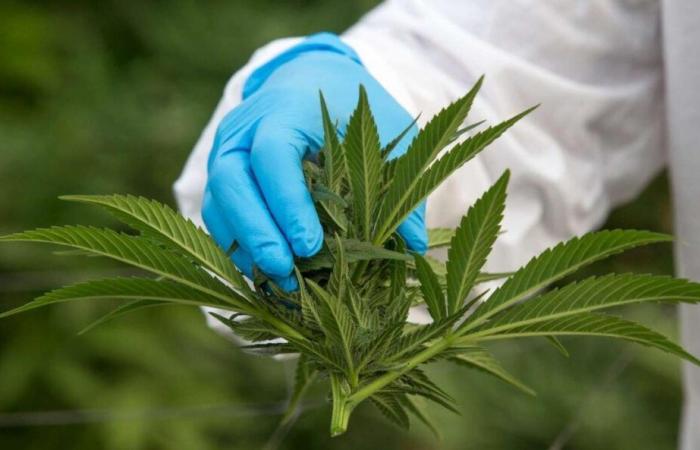 La cannabis terapeutica è di nuovo in un vicolo cieco, secondo i professionisti