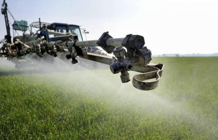 Secondo questo gruppo di esperti, l'uso dei pesticidi non diminuisce in Francia