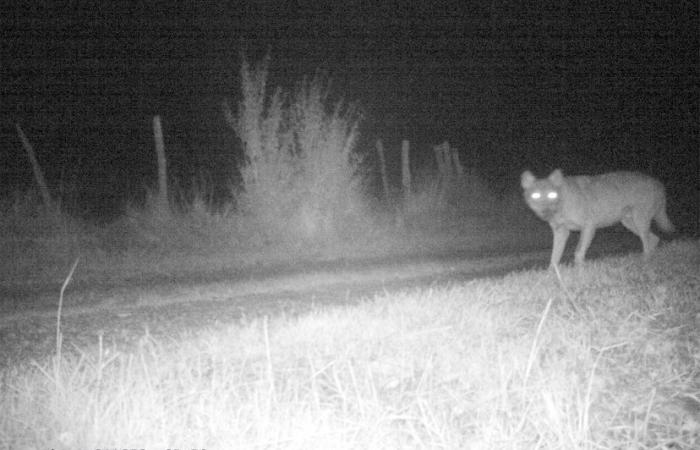 Nuovi attacchi di lupi nell'Alta Marna