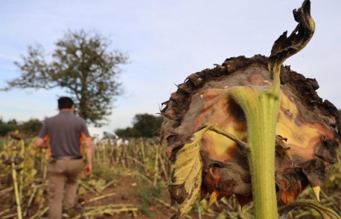 “Il cambiamento climatico è molto reale nelle nostre praterie”