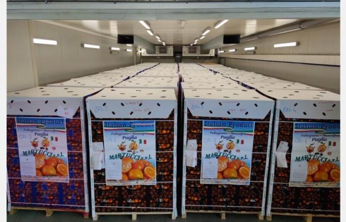 “Spediamo 40 pallet al giorno di clementine tra Polonia, Ungheria e Francia”