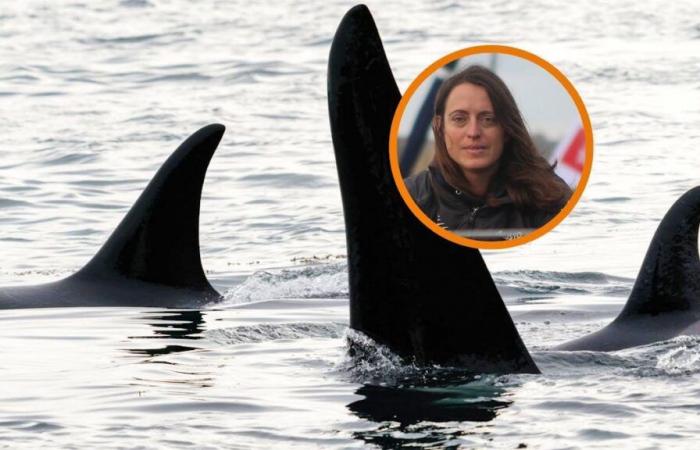 Globo della Vandea: la cronaca di Justine Mettraux dall’oceano