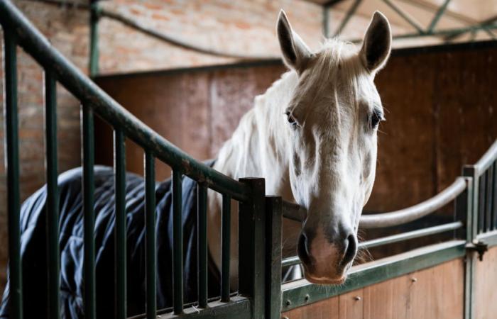 Yvelines: Un animalista accusa un cucciolo tenente di essere responsabile della morte del suo cavallo