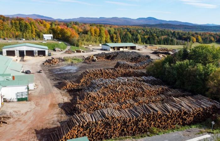 Industria del legno | Una tariffa sarebbe un “disastro” per le segherie del Quebec