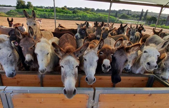 In Israele, un rifugio per animali traboccante: Libération