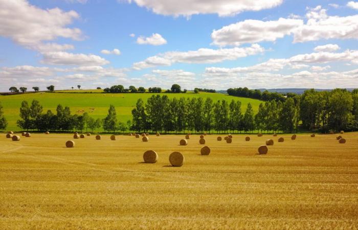 Quanto costa il campo vicino a te? Questa nuova scala ufficiale fornisce i prezzi dei terreni agricoli