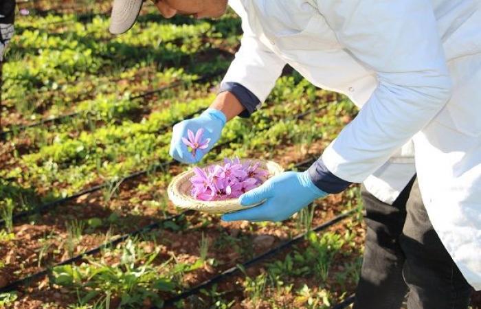 La provincia di Berkane ha la sua prima esperienza nella produzione dello zafferano