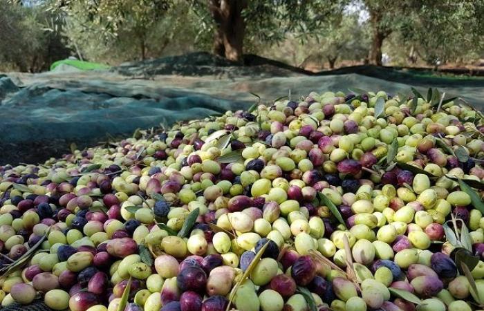 Produzione di olive in Algeria: i prezzi dell'olio d'oliva sono alle stelle