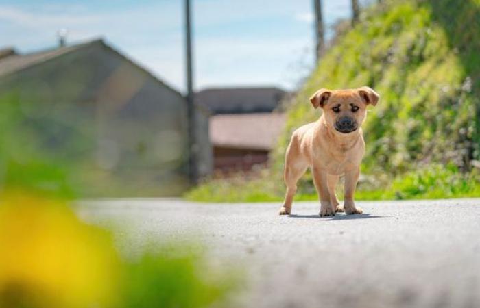 Come ritrovare il tuo animale domestico se lo hai smarrito in Ile-de-France?