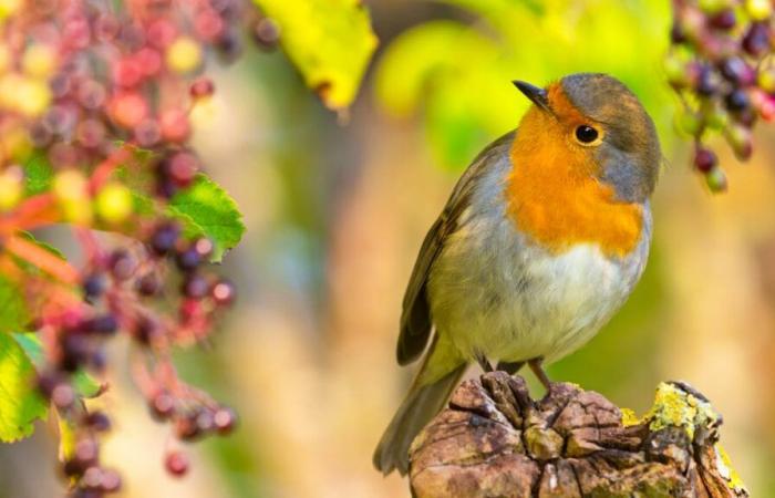 Uccello dell’anno 2025: il popolare pettirosso